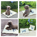  Dog Cooling Mat,Indoor and Outdoor Ice Silk Pad Cooling Pad,Summer Washable Machine Washable WaterproofCar,Non-toxic Breathable Sleeping Bed (Horse, Medium)